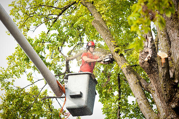  , AR Tree Care Pros